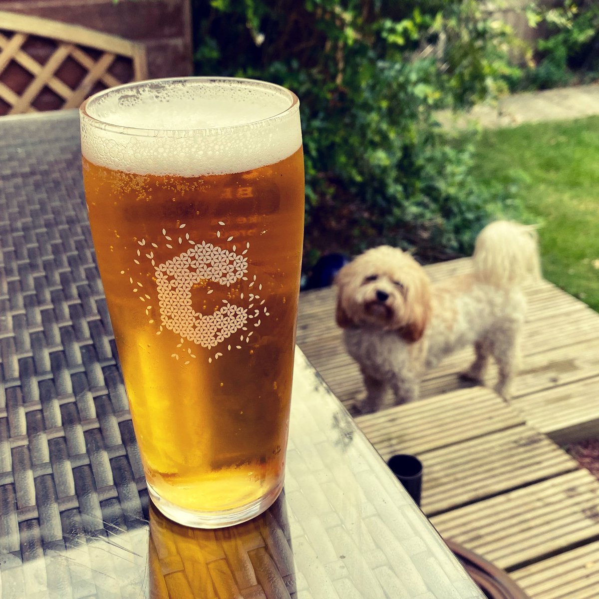 CrumbsBrewing's tweet photo. The Crumbs Cavapoo loves a cold pint of Sourdough on a warm evening. Why not grabs yours at our web shop
https://t.co/T5usVIO7b0
#beer #Cavapoo #dogslife #dogsoftwitter #breadbeer #crumbs #coldbeer #breaddifferently https://t.co/8N0TL4dT6Y