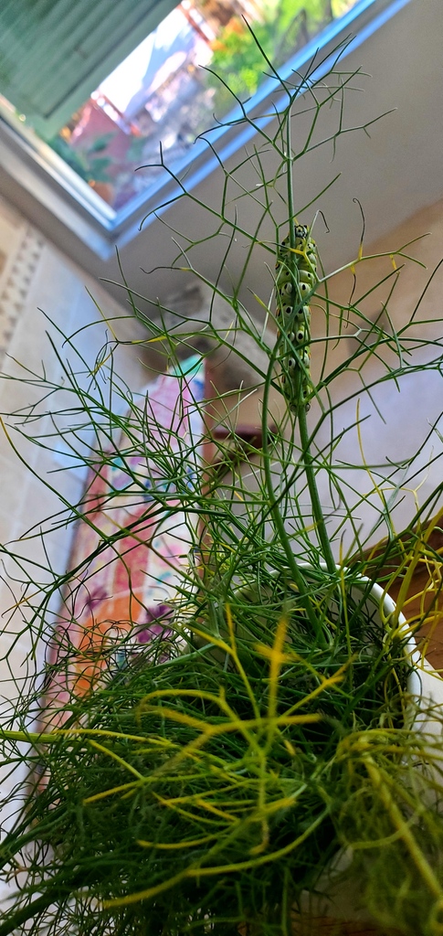 SpiritWellSL's tweet image. Metamorphosis Happens Here - Part 2 🦋 | Munch, munch, much! Our caterpillar friend felt so happy, safe and nourished that it settled in and made itself nice and cozy.  🐛🧡✨ #spiritwell #metamorphosis