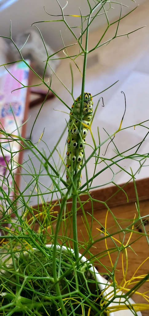 SpiritWellSL's tweet image. Metamorphosis Happens Here - Part 2 🦋 | Munch, munch, much! Our caterpillar friend felt so happy, safe and nourished that it settled in and made itself nice and cozy.  🐛🧡✨ #spiritwell #metamorphosis