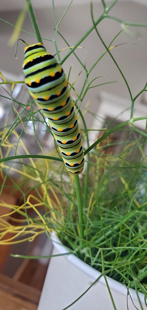 SpiritWellSL's tweet image. Metamorphosis Happens Here - Part 2 🦋 | Munch, munch, much! Our caterpillar friend felt so happy, safe and nourished that it settled in and made itself nice and cozy.  🐛🧡✨ #spiritwell #metamorphosis