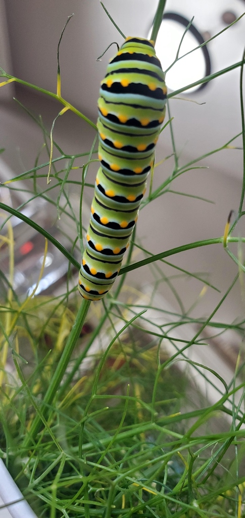 SpiritWellSL's tweet image. Metamorphosis Happens Here - Part 2 🦋 | Munch, munch, much! Our caterpillar friend felt so happy, safe and nourished that it settled in and made itself nice and cozy.  🐛🧡✨ #spiritwell #metamorphosis