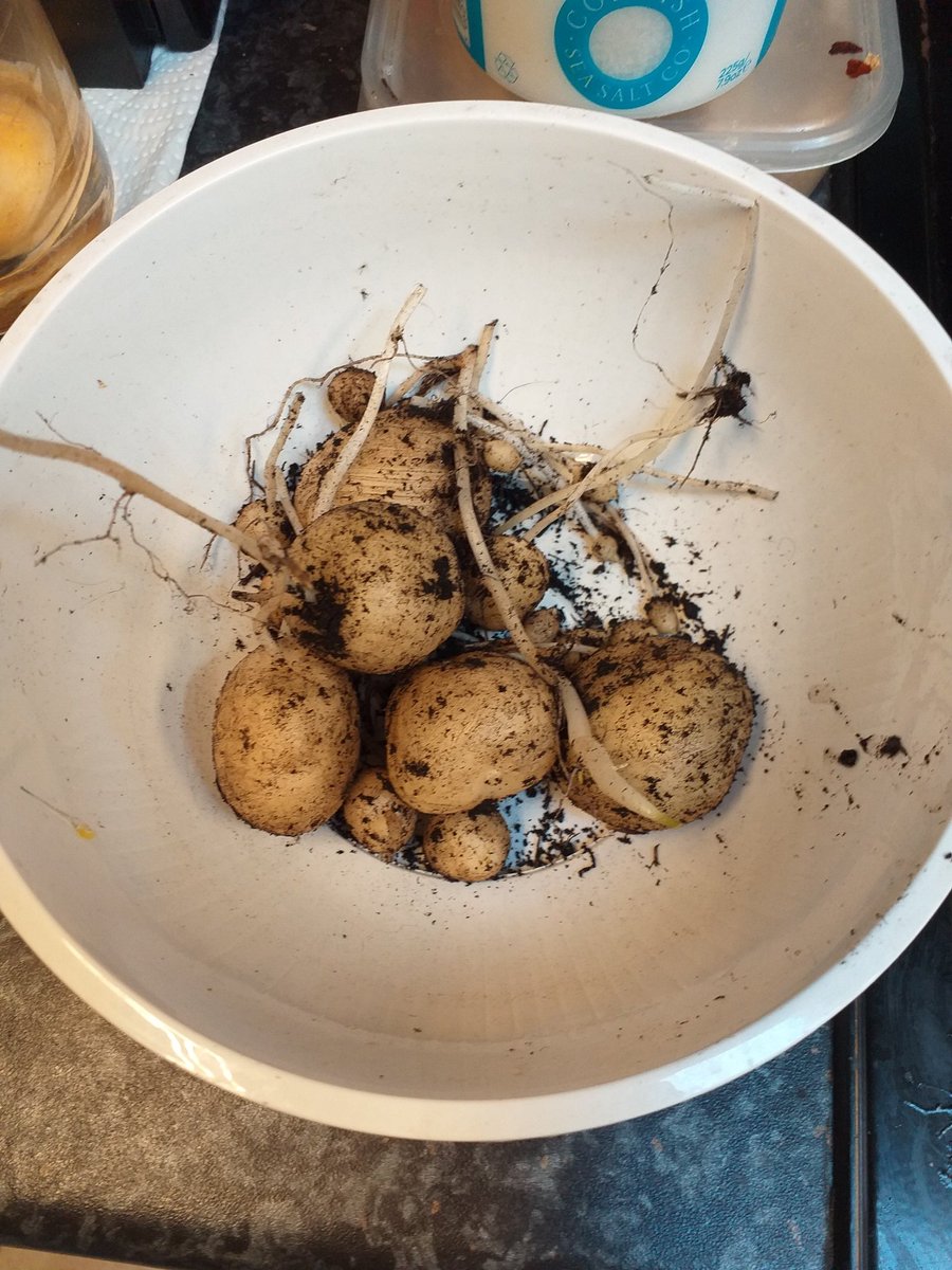 Velvetina Lim tweet media