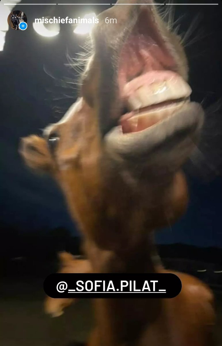 Goblin Moder tweet media