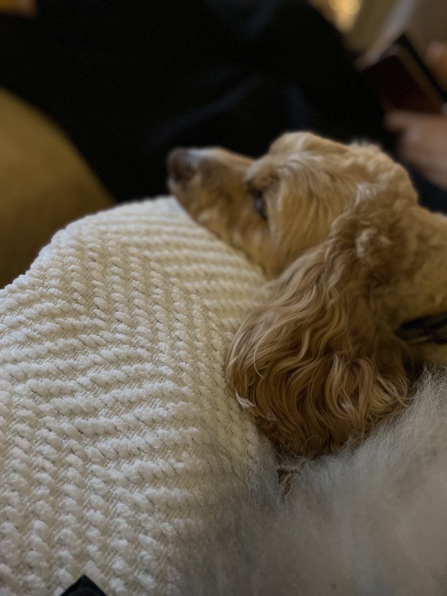 IronbridgeAAC's tweet photo. #ironbridgealfie ….#dossing 💤💤💤 https://t.co/CNPVoJGEBg