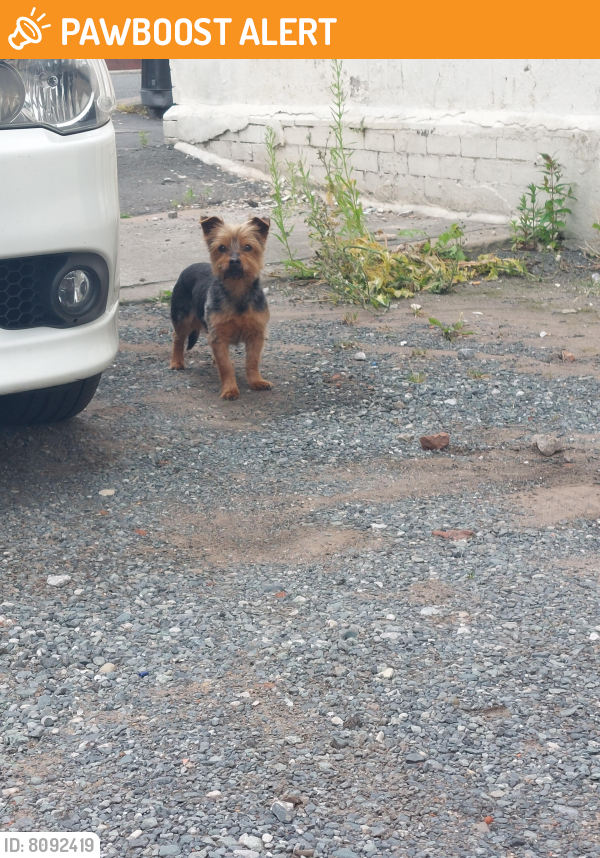 The_Animal_Team's tweet photo. #Found on July 5, 2022 in #Farnworth #Bolton #BL14 area, near #FarnworthCricketClub. Small, black &amp; brown. Someone must be missing him.  https://t.co/peziRpxK6R #FoundDog #dogsoftwitter #StrayDog https://t.co/YJzTjJviYa