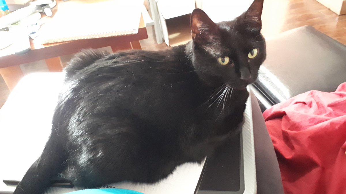 SOakley_13's tweet photo. I thought I'd get some writing done since its too hot to go anywhere. Sophia disagrees. #amwritingfantasy #writerslife #caturday #nlweather https://t.co/uRYTBrA5Se