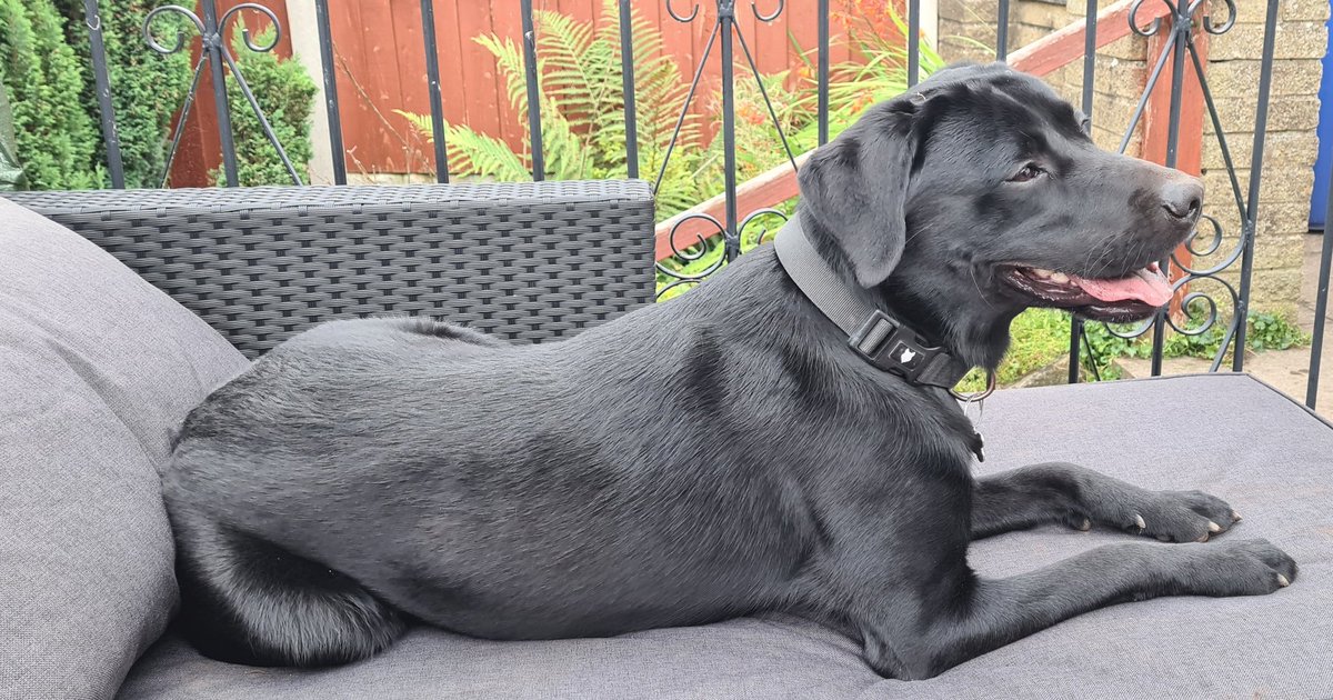 SparklesStacy's tweet photo. Henry and his girlfriend Jade had a lovely afternoon together celebrating his upcoming birthday.
He even tried to get his leg over much to my horror π€¦ββοΈπ€£
He's now sound asleep. ππΎ
#HenrytheLab #puppylove #puppyspam #birthdaydog https://t.co/8uqLDf1QJp