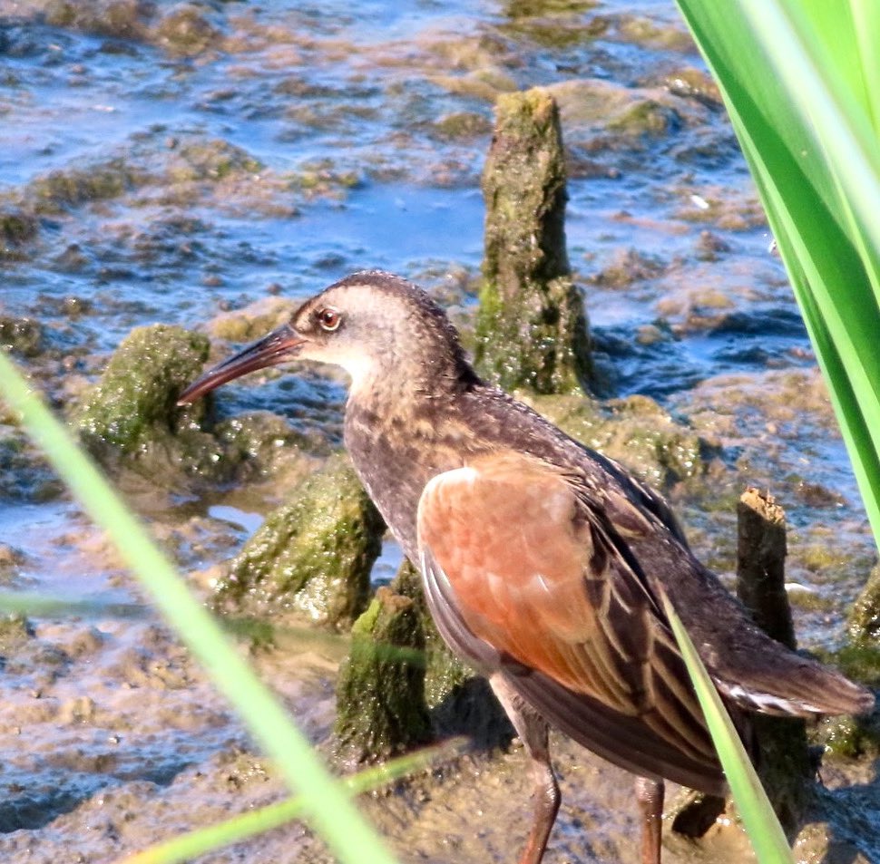SegrestJen's tweet photo. Virginia Rail @ Dixon Meadow. #birding #birdphotography #wildlifephotography #nature https://t.co/638OOZbMmZ