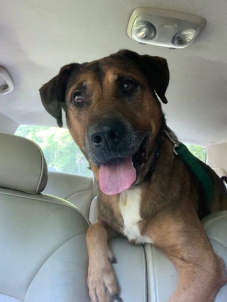 adopt_a_dog_bot's tweet photo. Rocky is a sharp pup, who can be found near Mills River, NC! Rocky is a Mixed Breed mix, who's spirit animal is a kitty cat. #MixedBreed #mixedbreed #mutt #dogsoftwitter #rescue #adopt #dog #MillsRiver #NorthCarolina #NC https://t.co/GZGSePq5Og https://t.co/wGBATKh9J3