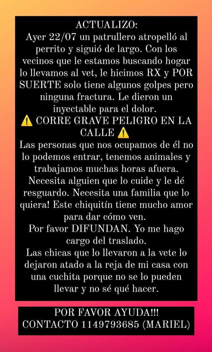 GEPeinado's tweet photo. 🚨🚨 PERRITO EN ADOPCIÓN 🚨🚨 https://t.co/PUWULqru9F