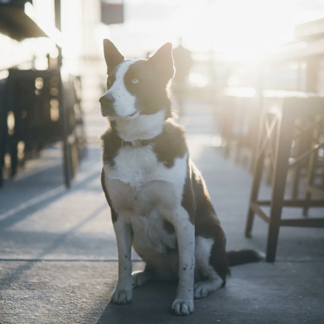 It's summertime and we can't keep #distillerydog Loretta off the patio. 🐶

See you soon, Denver!