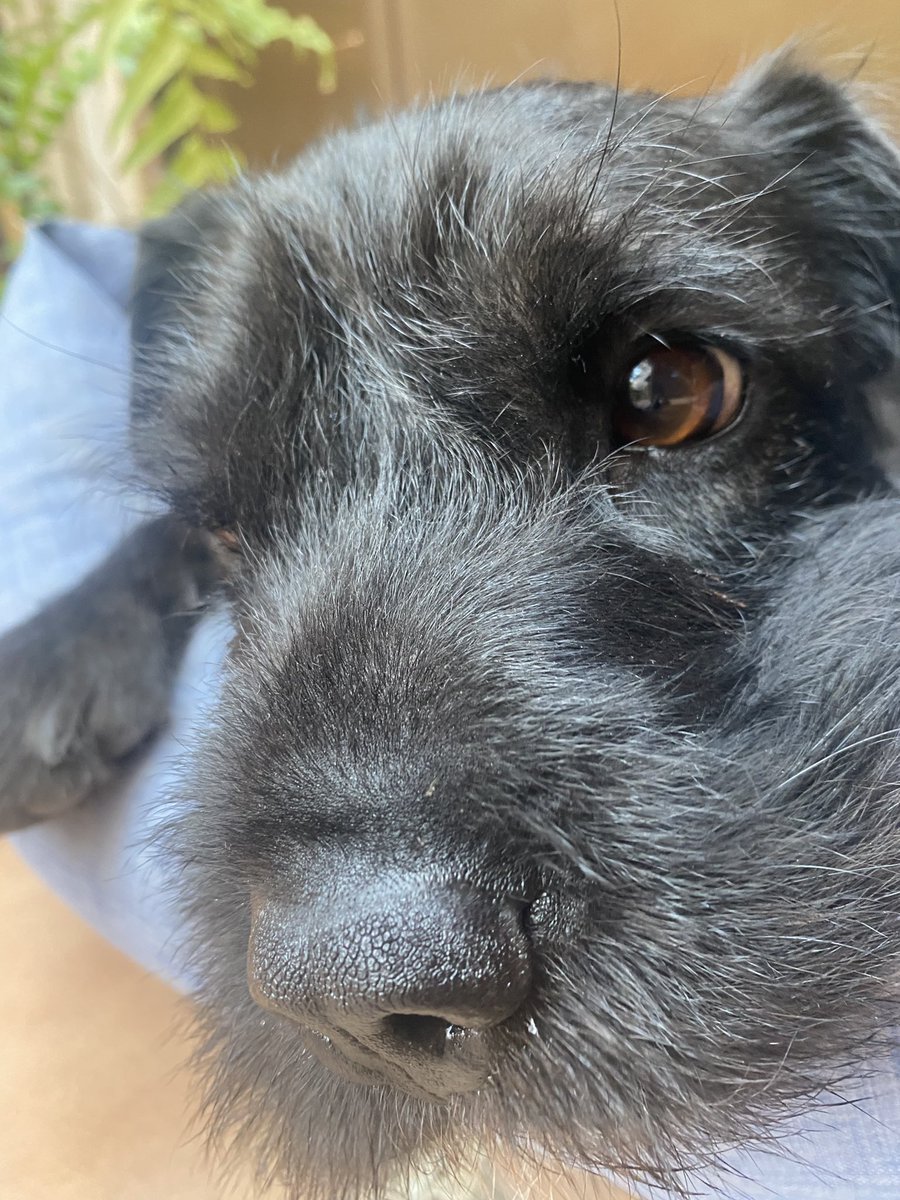 irene ۞ tweet media