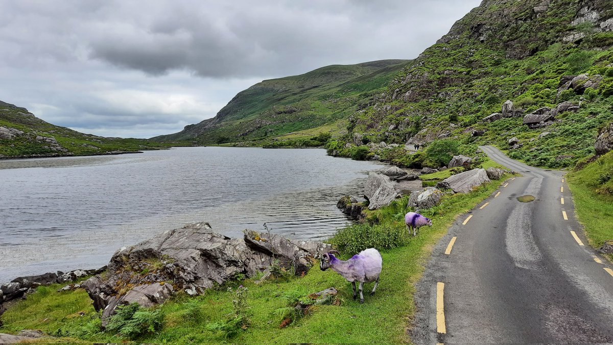 3fachesIntegral's tweet image. #sheepcontent ftw :) 
Gute Reise noch! 🇮🇪