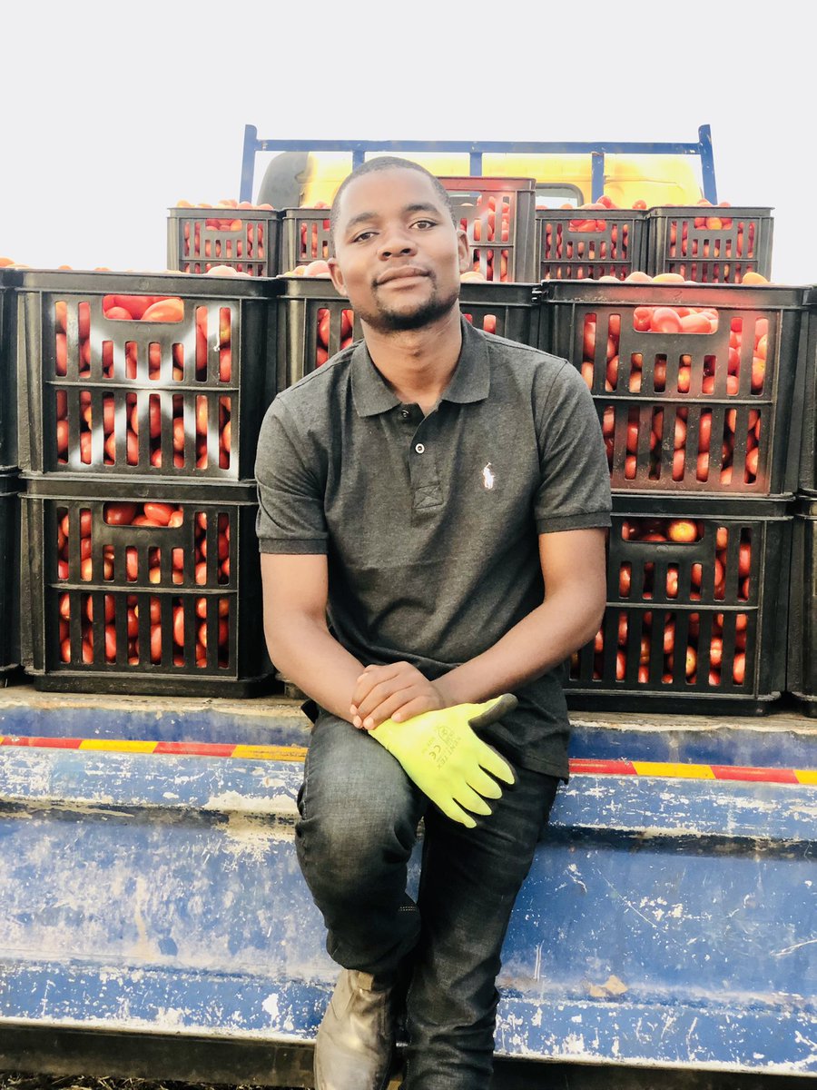 FarMerkiwa's tweet photo. It always looks easier from the outside. It sounds difficult until you take just a single step forward and a leap of FAITH. Ndiyani anekutenda kunodarika kweMurimi.
Harvesting 80something 😂
#itsgameon https://t.co/UU5eeu2b5a