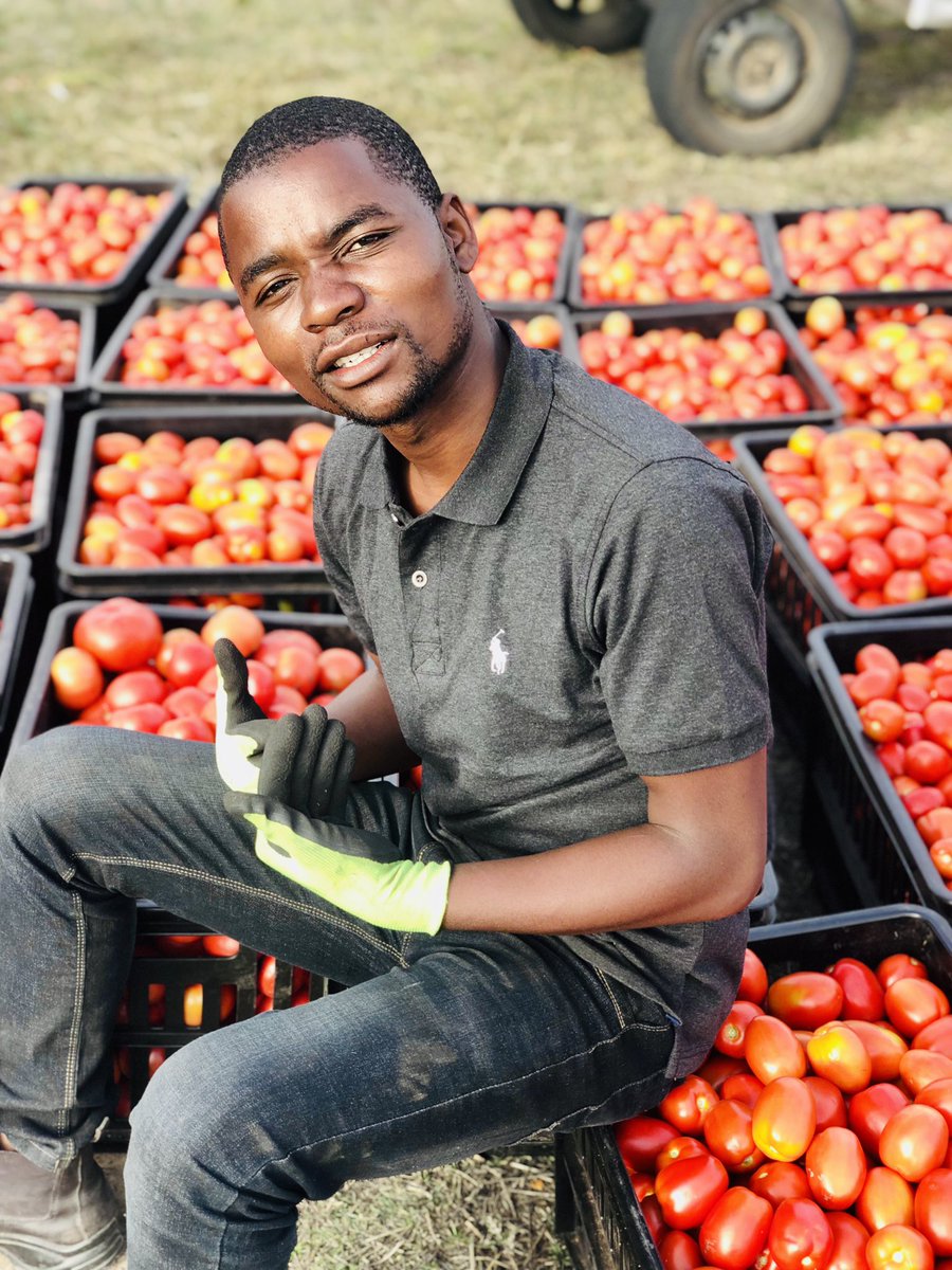 FarMerkiwa's tweet photo. It always looks easier from the outside. It sounds difficult until you take just a single step forward and a leap of FAITH. Ndiyani anekutenda kunodarika kweMurimi.
Harvesting 80something 😂
#itsgameon https://t.co/UU5eeu2b5a