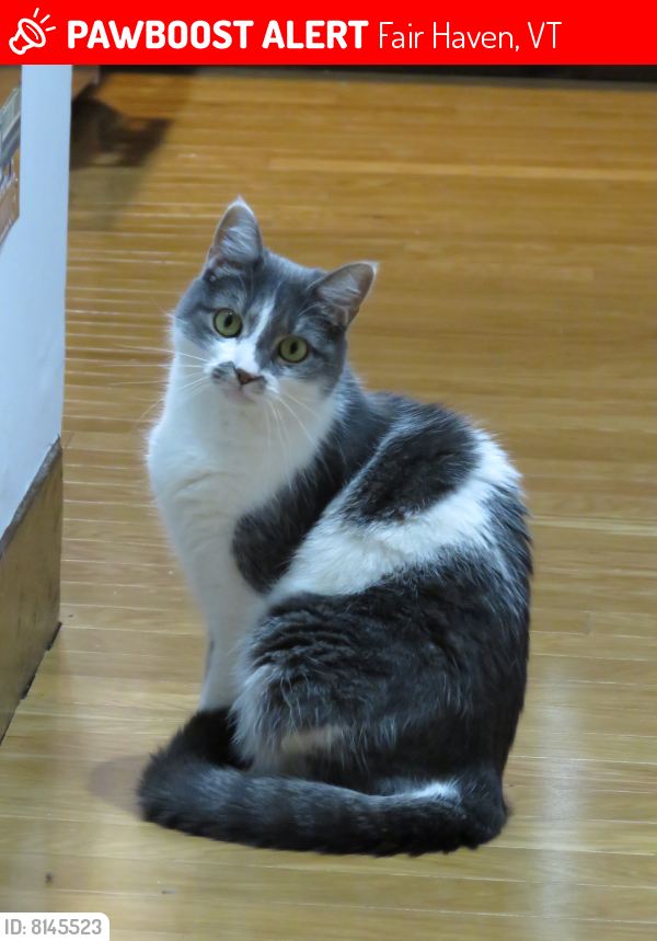 Ollie47249741's tweet photo. 🚨#CatsOfTwitter can you please help boast the signal and locate this missing cat? Posting for someone that doesn't have Twitter.They live in #Vermont and the cat is indoors only. 😿🚨

https://t.co/oUM6Wz52OL

#lostpet #missingpet #missingcat #pawboost #Caturday https://t.co/1gKE5uFmOW