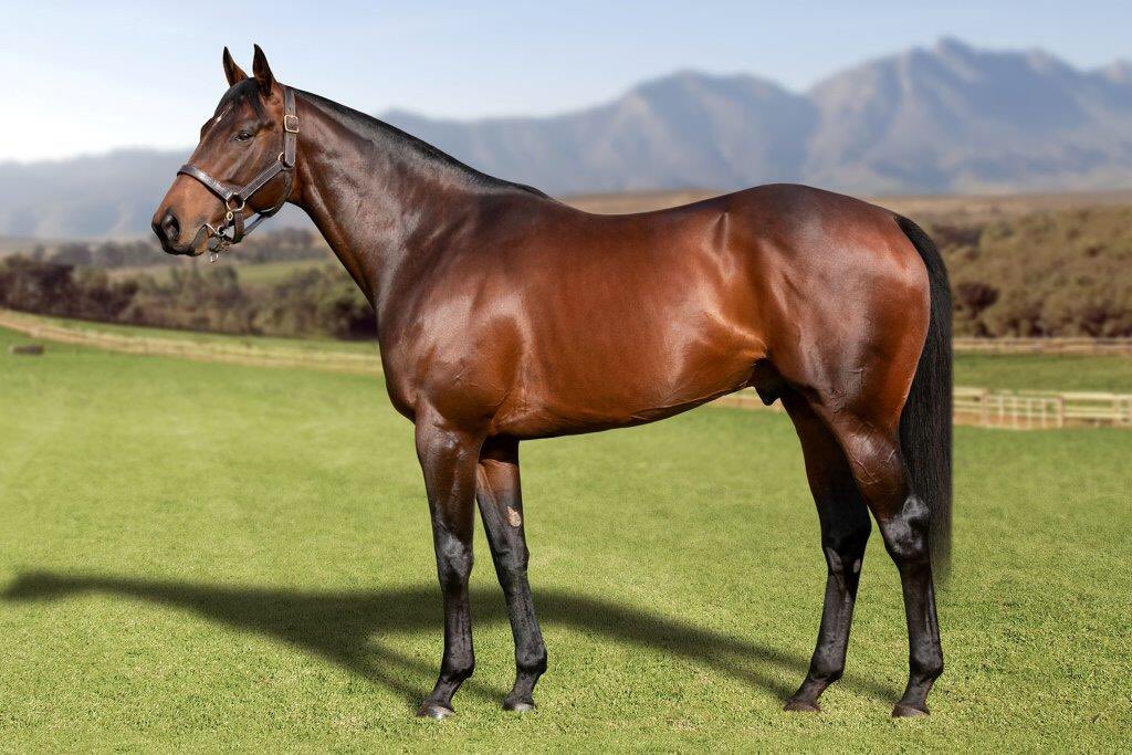Equarius_Bldstk's tweet photo. Sire on 🔥 - ROYAL MO 🇺🇸 one of the top 3yo of his generation before injury ended his career, &amp; he was sourced by @Equarius_Bldstk  as a sire prospect for 🇿🇦, is now currently leading Fresman Sire (by % winners/runners - with 55% ‼️). https://t.co/mRm0eJTmry