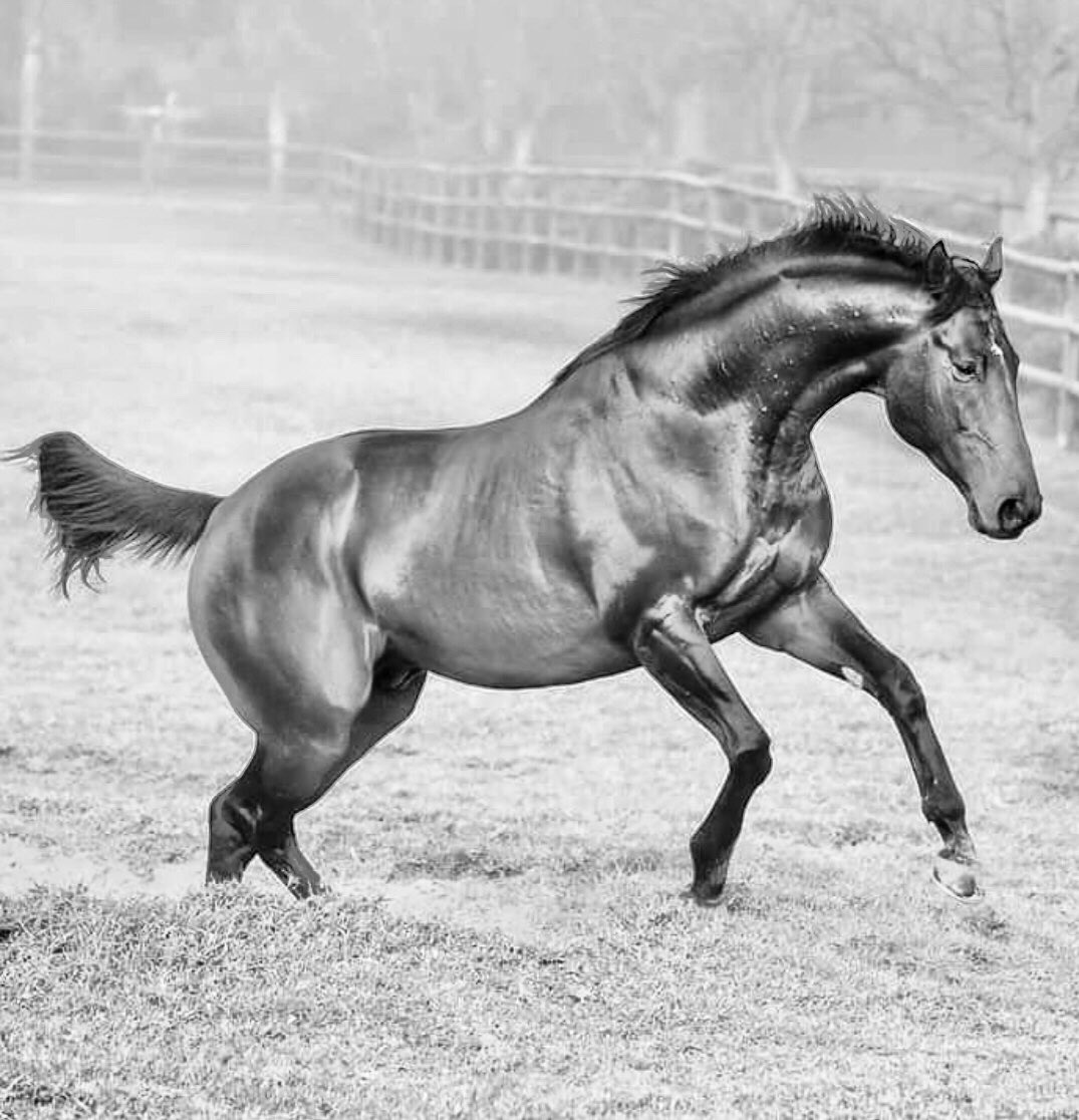 Equarius_Bldstk's tweet photo. Sire on 🔥 - ROYAL MO 🇺🇸 one of the top 3yo of his generation before injury ended his career, &amp; he was sourced by @Equarius_Bldstk  as a sire prospect for 🇿🇦, is now currently leading Fresman Sire (by % winners/runners - with 55% ‼️). https://t.co/mRm0eJTmry