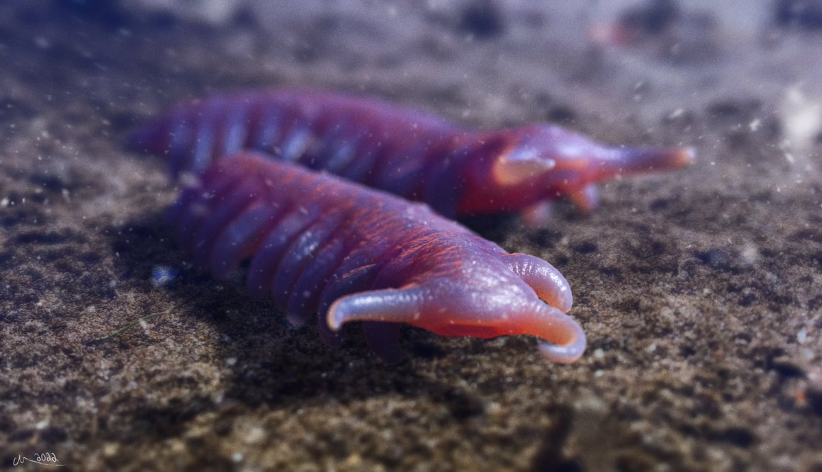 Prehistorica (Christian M.) tweet media