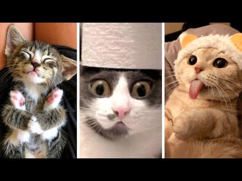 Funny Videos Compilations | Funny Cats and Dogs on Twitter:  
