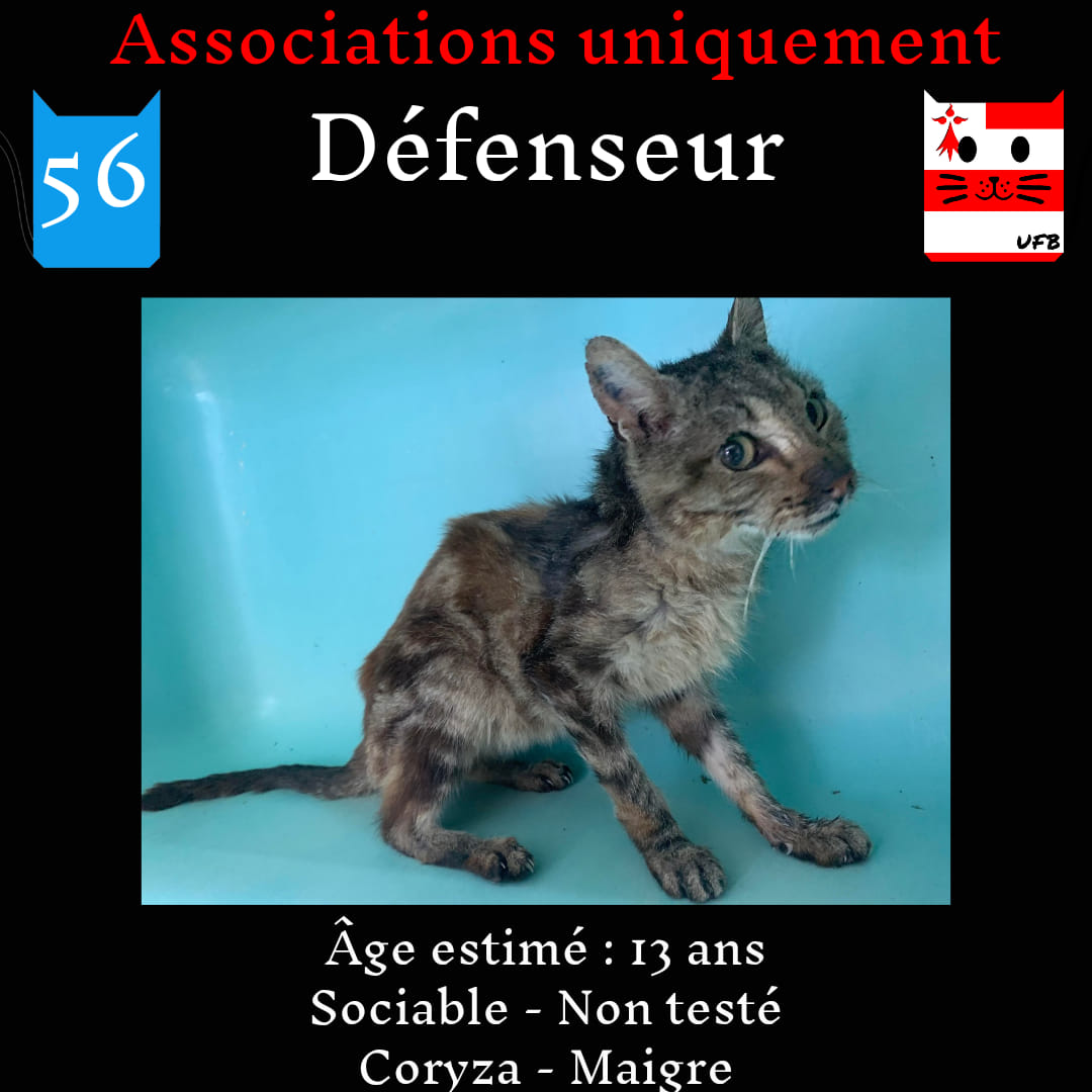 justineducern's tweet photo. DEFENSEUR
Ce Chat est en Fourrière dans le dept 56 
Il ne peut être pris en charge que par une association de protection animale
pour le faire sortir de fourrière avant le 29 Juillet
Renseignements:
Urgences Fourrières de Bretagne -
FBK en MP
ou site https://t.co/YNLxuvpFSj https://t.co/fpxqpVTvFm