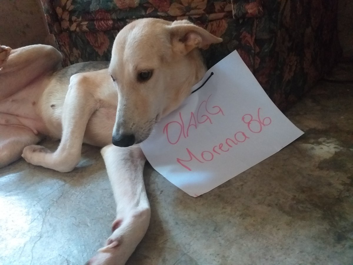 LuisaChvez19's tweet photo. Holis aquí les presento a Bienvenida, no se cuantas años tiene, ni cuanto pesa jajaja mi esposo la encontró en la calle y le dio la bienvenida, por eso se llama así ,eso si no se acerquen porque los deja sin nalguitas jajaja
#olamascota
@OLAGuildGames https://t.co/J4cBbKWqyW
