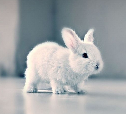 Bunnies tweet media