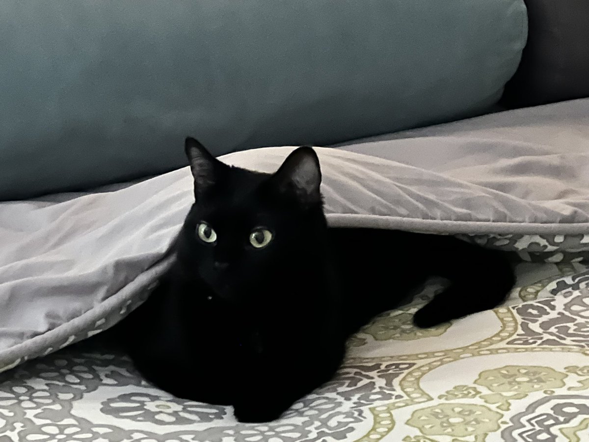 octavianasr's tweet photo. “If you think that it is only a cat then obviously you have never loved a cat.”

~ T.S.Eliot 

My #Love on my office’s daybed!! #Bissi 

#intention2022 #quote #Caturday #CatsOfTwitter https://t.co/n4M3o6IhCu