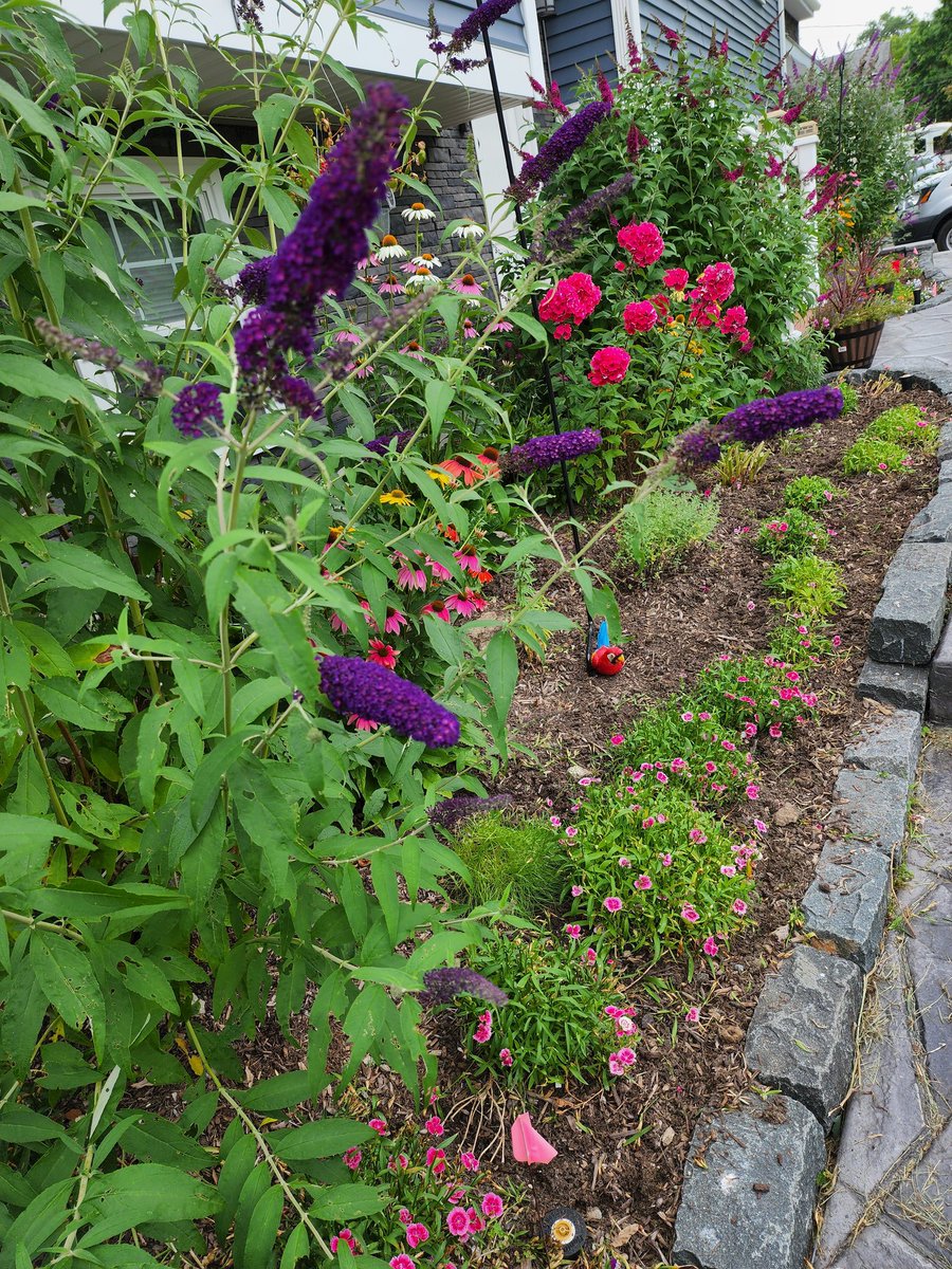 delightfulgarde's tweet photo. Before and after weeding and dead grading https://t.co/rMZulx2zQY