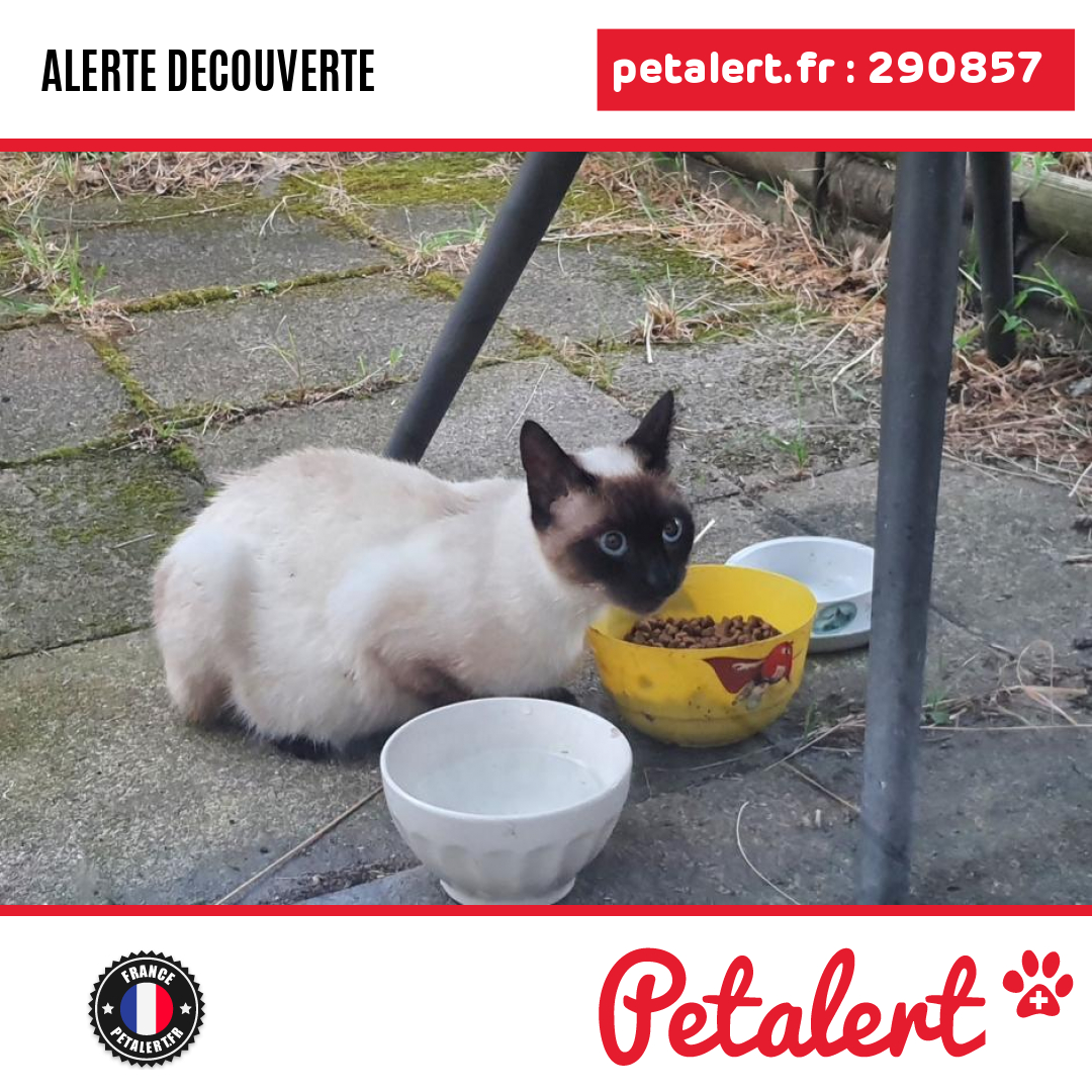 petalert_france's tweet photo. Trouvé #Chat #MeurtheEtMoselle #Chavigny #Petalert  #PetAlert54 / https://t.co/kdxBH2jV5Z https://t.co/0GtThN0aGh
