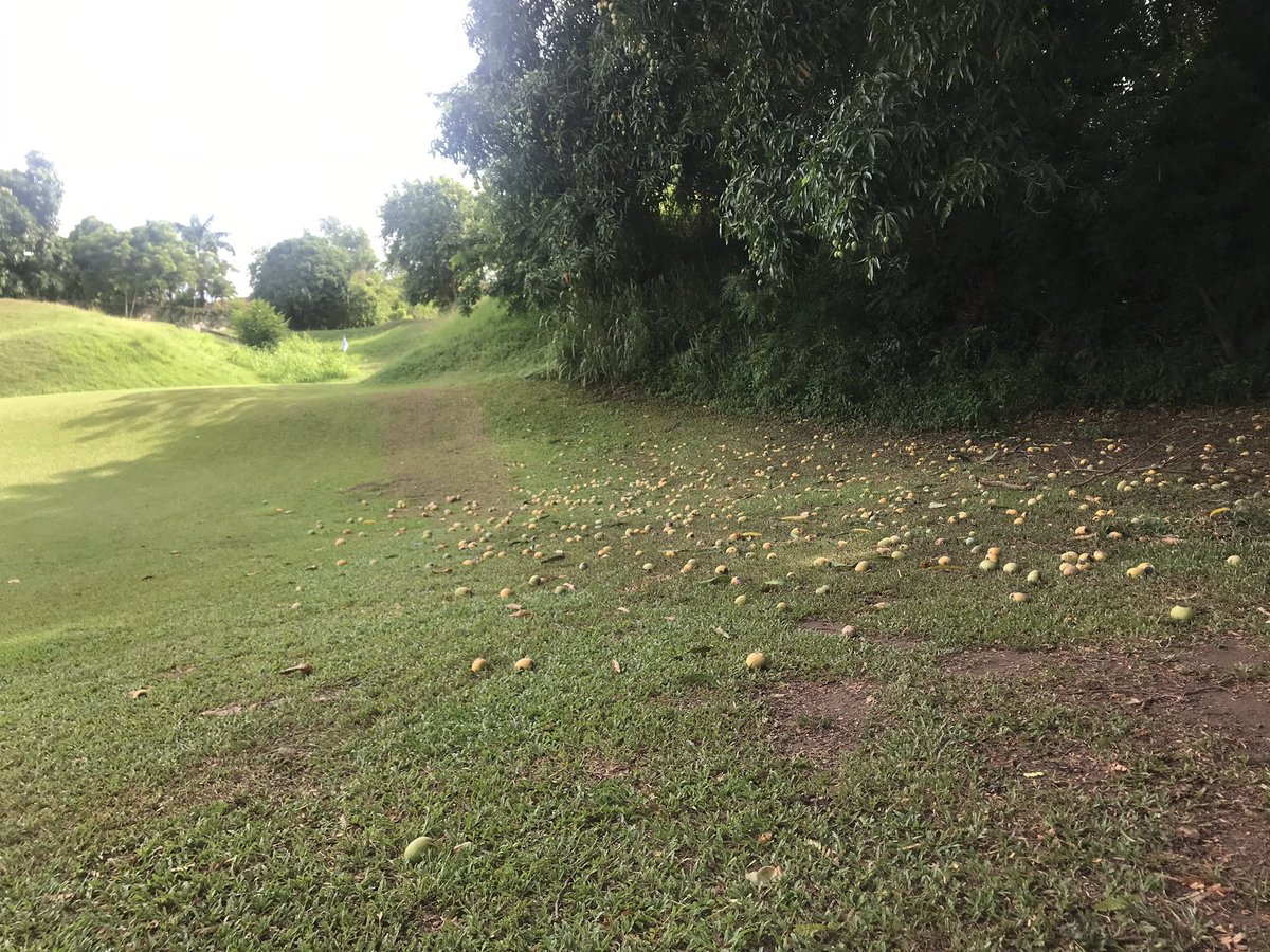 JudithSlater_UK's tweet photo. Not a problem I have encountered on a 🇬🇧golf course….hunting for my ball amongst the fallen mangoes!! 3rd hole #ConstantSpring #Kingston 🇯🇲 @AskJamaica @ukincaribbean https://t.co/3WAtB0J7WQ