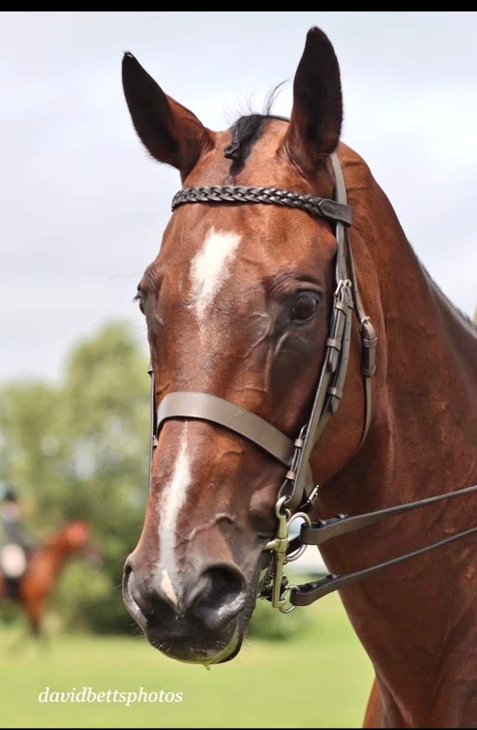 road_gp's tweet photo. In the ribbons today again at Tatts where we finished 3rd. GP was a superstar today & behaved like a pro 🥰 so proud of him. Massive thanks to everyone for your help. Gp and I would be lost without use 🤗
#foxley @BluegrassFeeds @TreoEileRIR @gelliott_racing https://t.co/Gs42dgM6HD