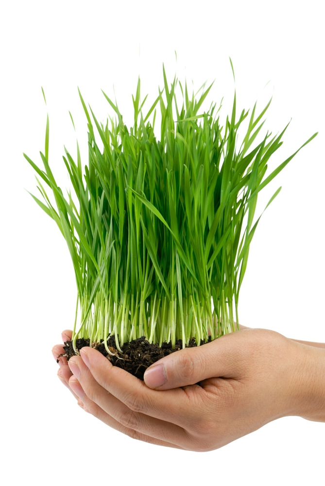 SmoothieShaper's tweet photo. #juicing #wheatgrassjuice #organicwheatgrassjuice #wheatgrassgrowing #superfoods
Grow your own fresh organic Wheatgrass at home. Learn how.
https;//wheatgrasslovers.com https://t.co/s3XEuQqrke