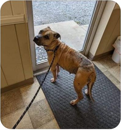 bonez_token's tweet photo. @GemKingdom1 🦴🦴🦴🦴 $bonez #bones 🦴🦴🦴🦴

Come check us out. Making a difference for dogs in need and people in need of service dogs. 

Here’s a lass we helped this week https://t.co/dvMRwklYQd
