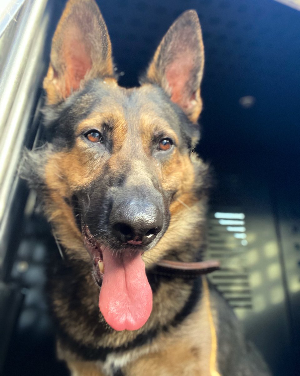 K9 Evo and Ofc. Smith tweet media