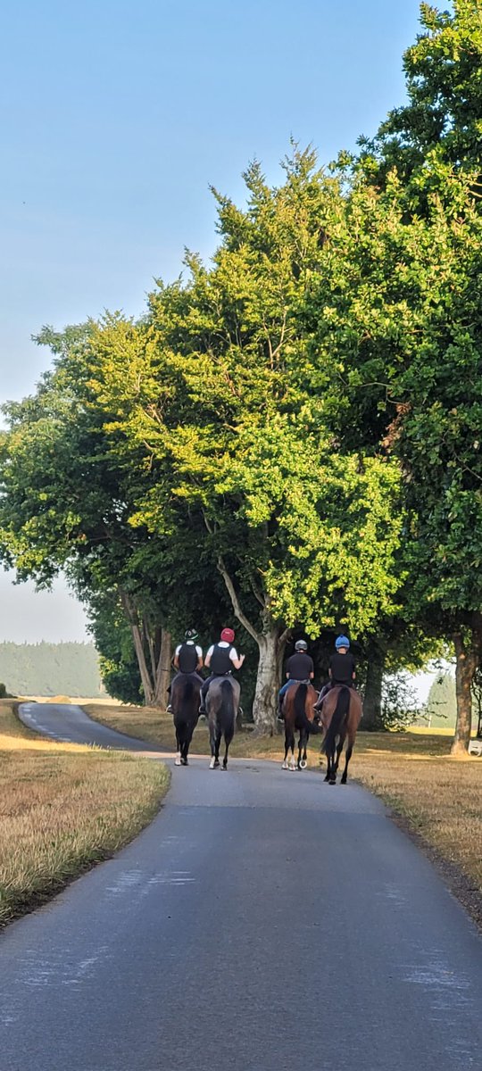 LukeDace's tweet photo. Beautiful Morning @ Coombelands with my string #YouthfulKing #KingCabo #happy horses #relaxed horses #worldclassfacilties #teamwork https://t.co/bwhEwxO8DD