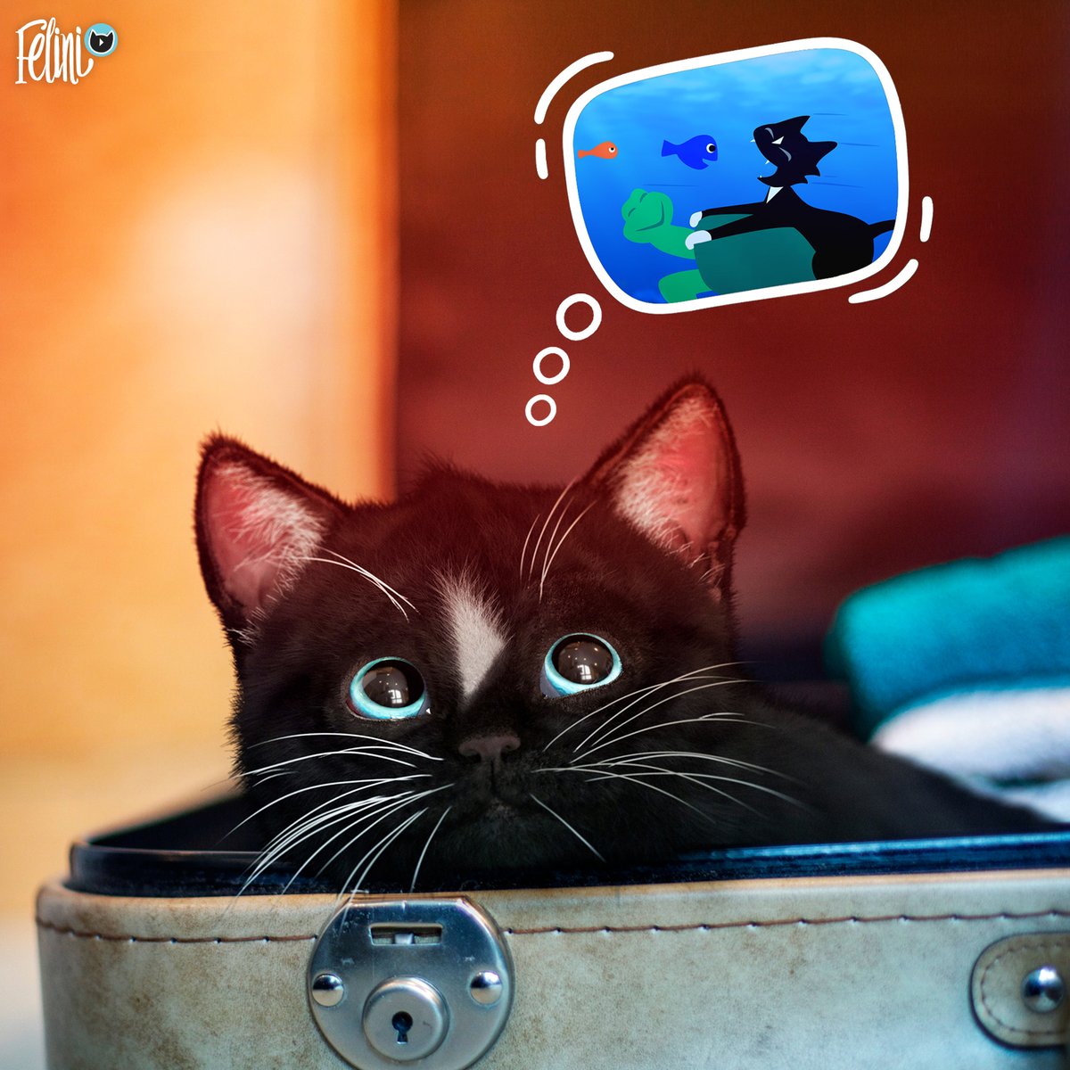 FeliniRocks's tweet photo. Felini is planning a #holiday. Where would you like to go?
#kitty #LOLcats #lolpets #CatsOfTwitter https://t.co/KUG0yZmh1B