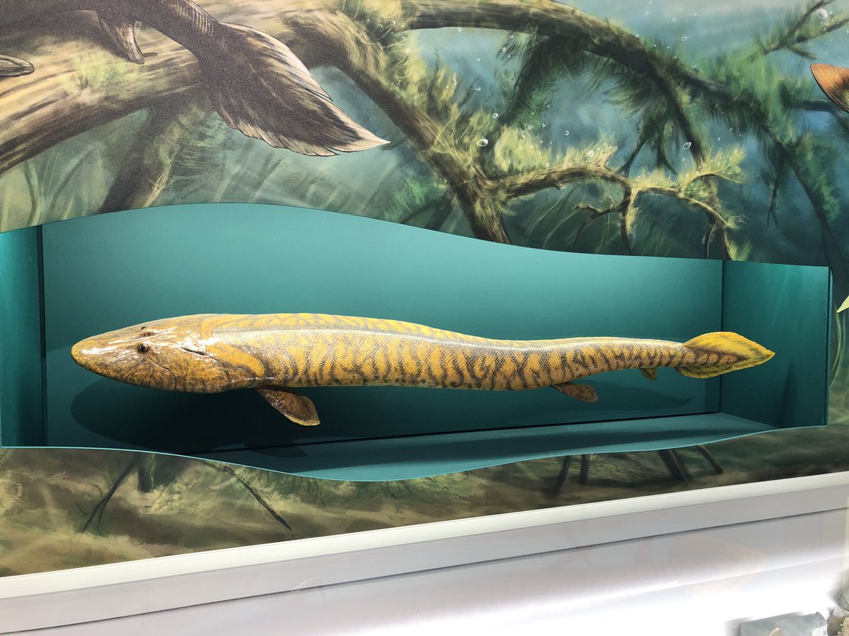 nickzinck's tweet photo. Had the opportunity to see Tiktaalik today at the @ROMtoronto! The fish that provided us with a major link in the fin-to-limb transition and the emergence of tetrapod distal limb anatomy. #ROM #YourInnerFish #Anatomy #paleontology https://t.co/6oa60oqZhL