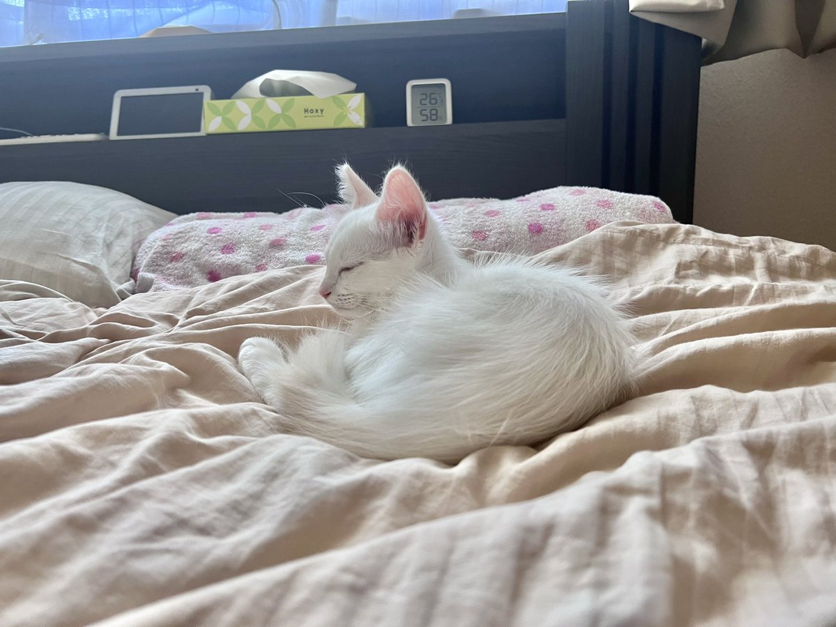 necodialy's tweet photo. 今日は早起きだったから眠くなっちゃったみたい🥱
おやすみラテさん☺️
#猫のいる暮らし #猫好きさんと繋がりたい #猫のいる幸せ #ラグドール https://t.co/sla6f9poed