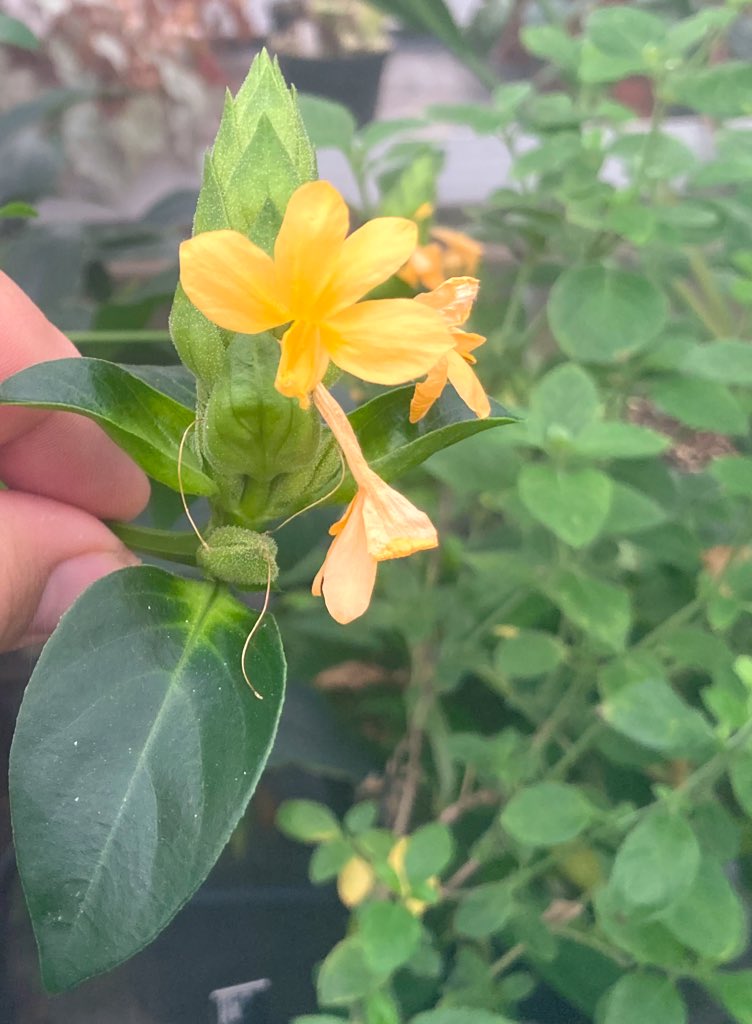 RPComito's tweet photo. Come see my talk Wednesday at 8:15- Evolution, Diversification, and Conservation Implications in the Pantropical Clade Barlerieae (Acanthaceae) - Systematics 3, Asterids https://t.co/7yVAgVP70x