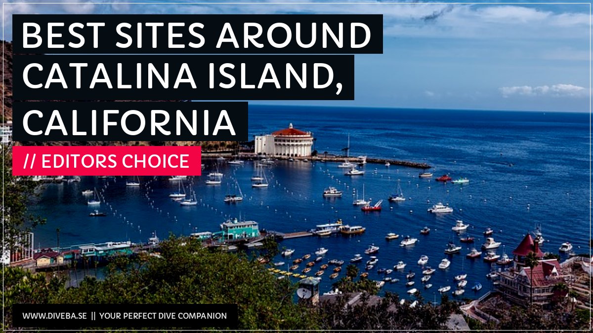 divebaseapp's tweet image. Todays highlight: 

✔ Best sites around Catalina Island, California

📲 Download the #Divebase App for iOS and Android and discover great dive locations! go.diveba.se