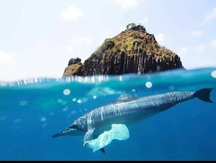 Not photoshopped 03!

All images are copyright to their respective owners.

If this doesn’t seem right, sign our petition to #BanPlasticRazors today: bit.ly/38tdul3
#BanSUP #CanadaBansPlastic pic.x.com/YT0mJ1TT5N