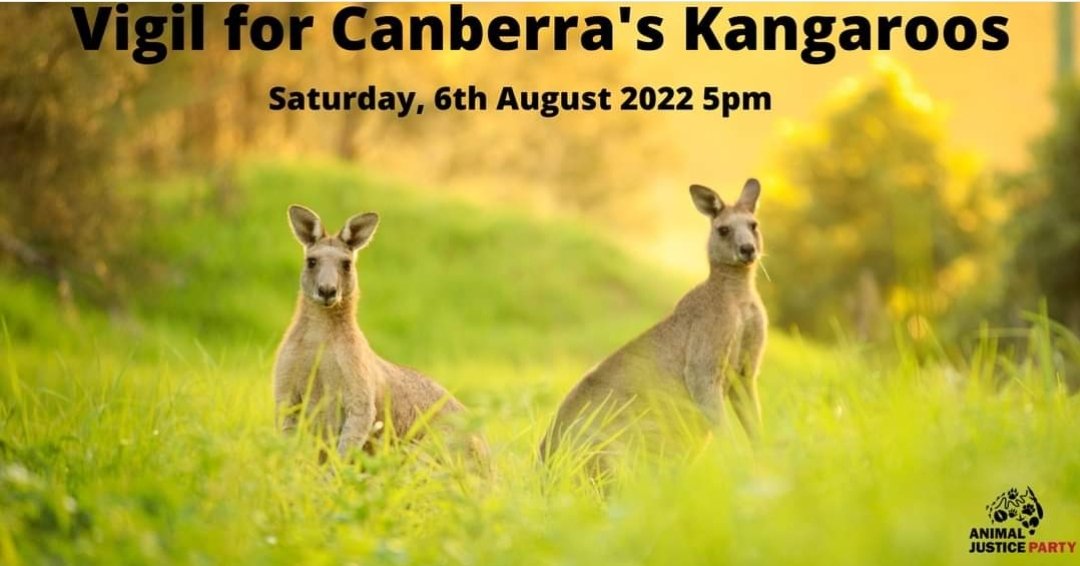 animaljusticeAU's tweet photo. Please join @ajp_act
for a candlelight vigil to remember the kangaroos we have lost over the last 14 years, in the unscientific, unnecessary, inhumane annual
@actgovernment #kangaroocull
WHEN: August 6, 5.00pm
WHERE: Top of Red Hill Lpokout.
DETAILS
https://t.co/ezY6o9E5Cr https://t.co/53MwUjSjay