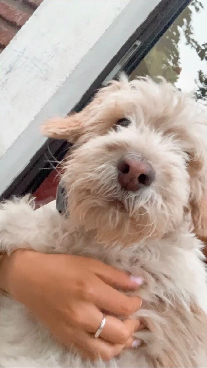 Por favor no dejen de compartir a Canela, es una viejita que se perdió en peñalolen, hoy la vieron corriendo por Lo encalada ñuñoa, pero no la han retenido, su familia la busca desesperadamente Rt