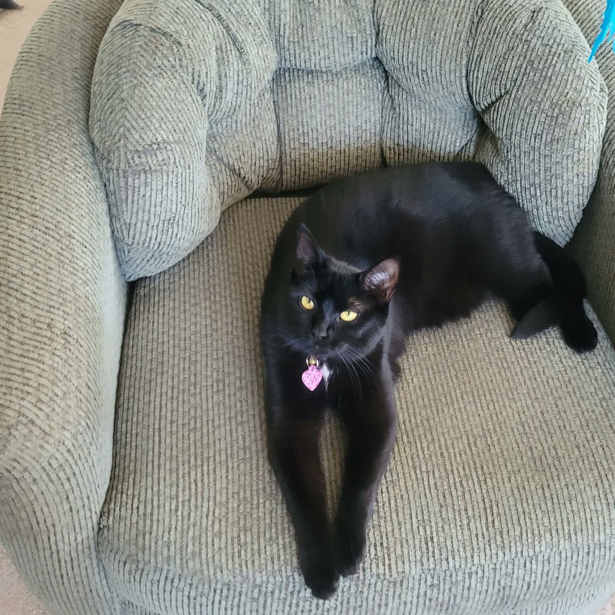 TigBittyKitty's tweet photo. Momma and dadda went to an estate sale earlier. It is mine 🐈‍⬛😈😸 #cat #cats #catlifestyle #catlife #Gato #Gatos #blackcat #cutecat #CatsOfTwitter #CatsOnTwitter #tigbittykitty #housepanther https://t.co/m4U5K9GnAQ