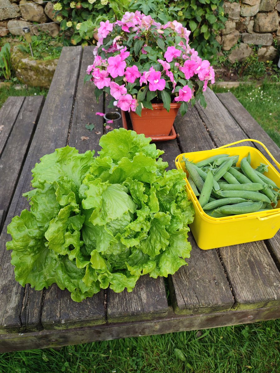 Empezando a sacar los frutos de la huerta....