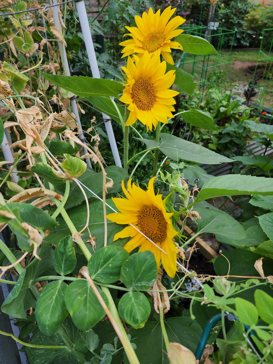 delightfulgarde's tweet photo. @LymWild In wit snap peas &amp; cucumbers! Gifts from our feathered friends! https://t.co/4119gwIahE
