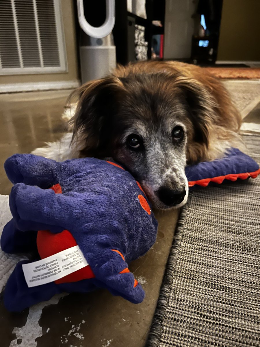 rmayruiz's tweet photo. @legroff A Dog &amp; his dinosaur. 

Happy Birthday from Gordon, Renaldo (dino), and me! https://t.co/x8TJxWZnkU