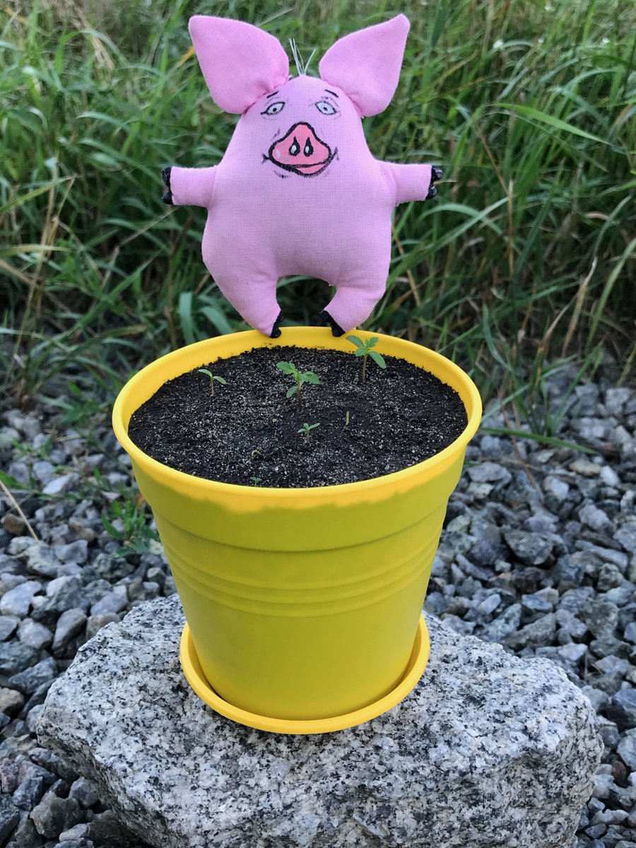 13birdsNFT's tweet photo. Day 1⃣1⃣
Collection - Paprika CHORNOBRYVTSI 🐽🐽

https://t.co/P7AbNblVwa

#NFT #NFTs #NFTartist #cryptoartist #ukraineartist #forNFTcollector #13birds #eth #ethereum #flowers #chornobryvtsi #marigold #tagetes #чорнобривці #nftflower #flowernft #nftflowers #flowersNFT #nftgallery https://t.co/RZhY14mNWU