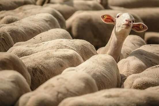 mpumet's tweet image. Banyana Banyana🤣🤣🤣 where are those ones who were playing yesterday 🤣🤣🤣🤣